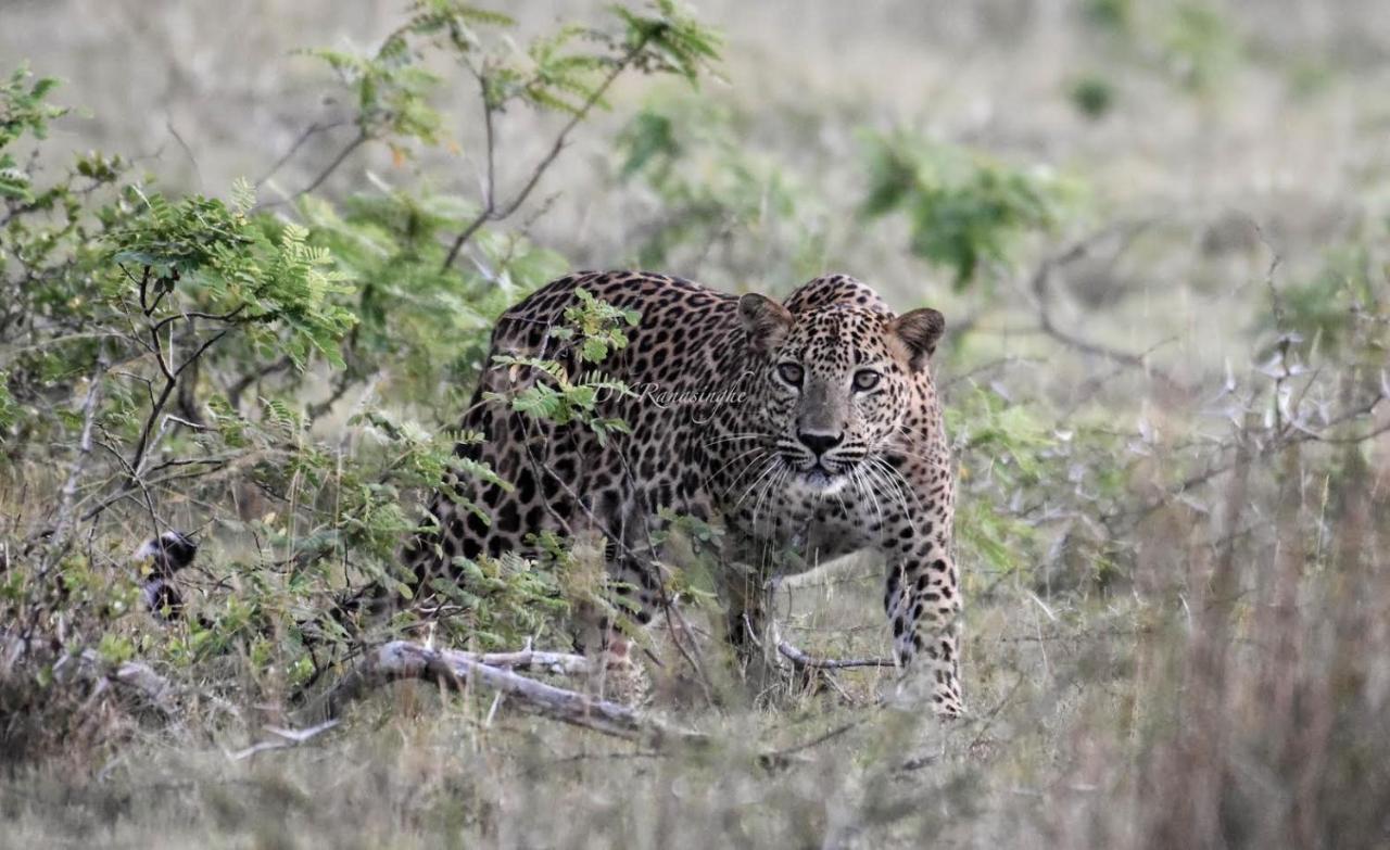 Camp Leopard - Yala Safari Glamping Hotel Екстериор снимка