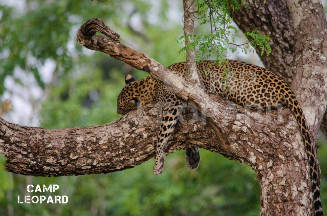 Camp Leopard - Yala Safari Glamping Hotel Екстериор снимка