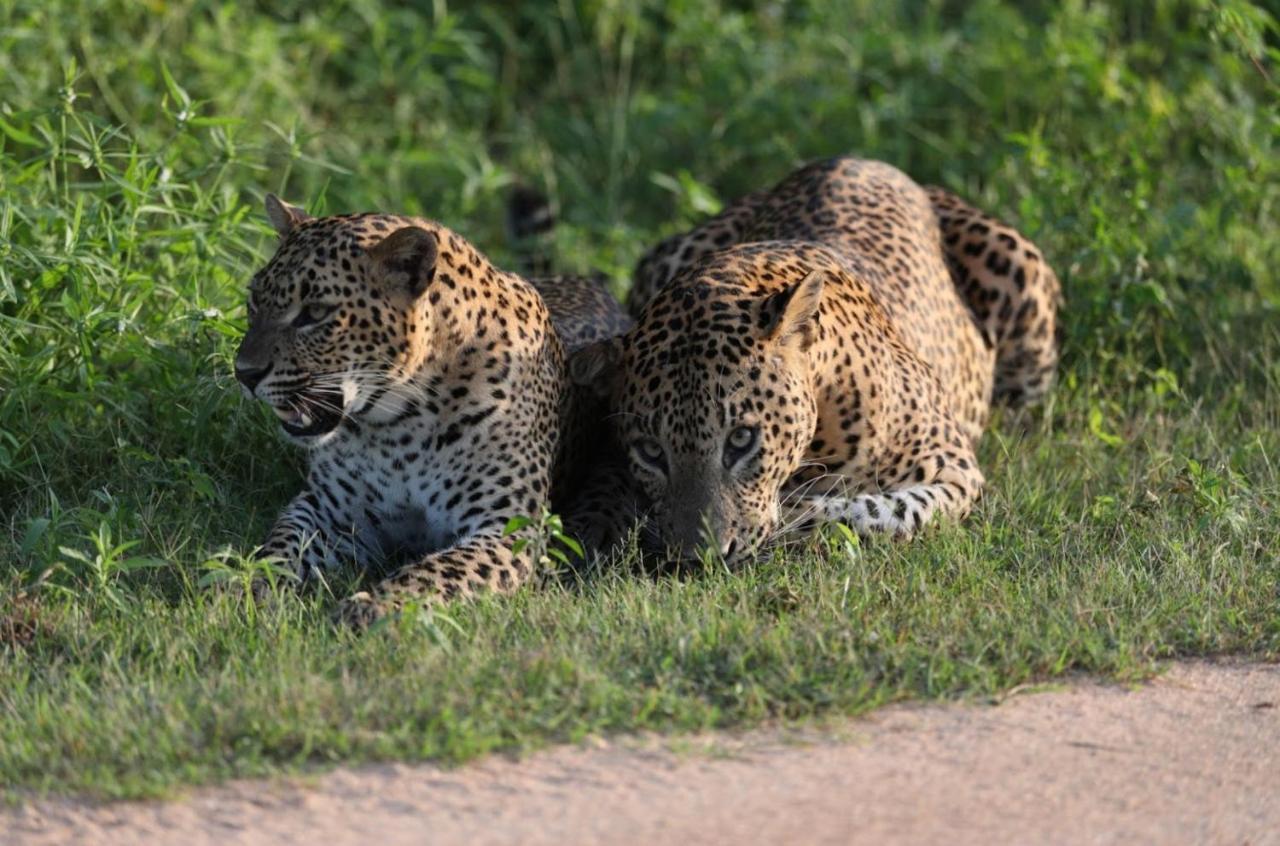 Camp Leopard - Yala Safari Glamping Hotel Екстериор снимка