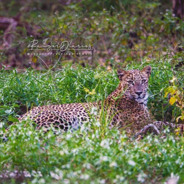Camp Leopard - Yala Safari Glamping Hotel Екстериор снимка