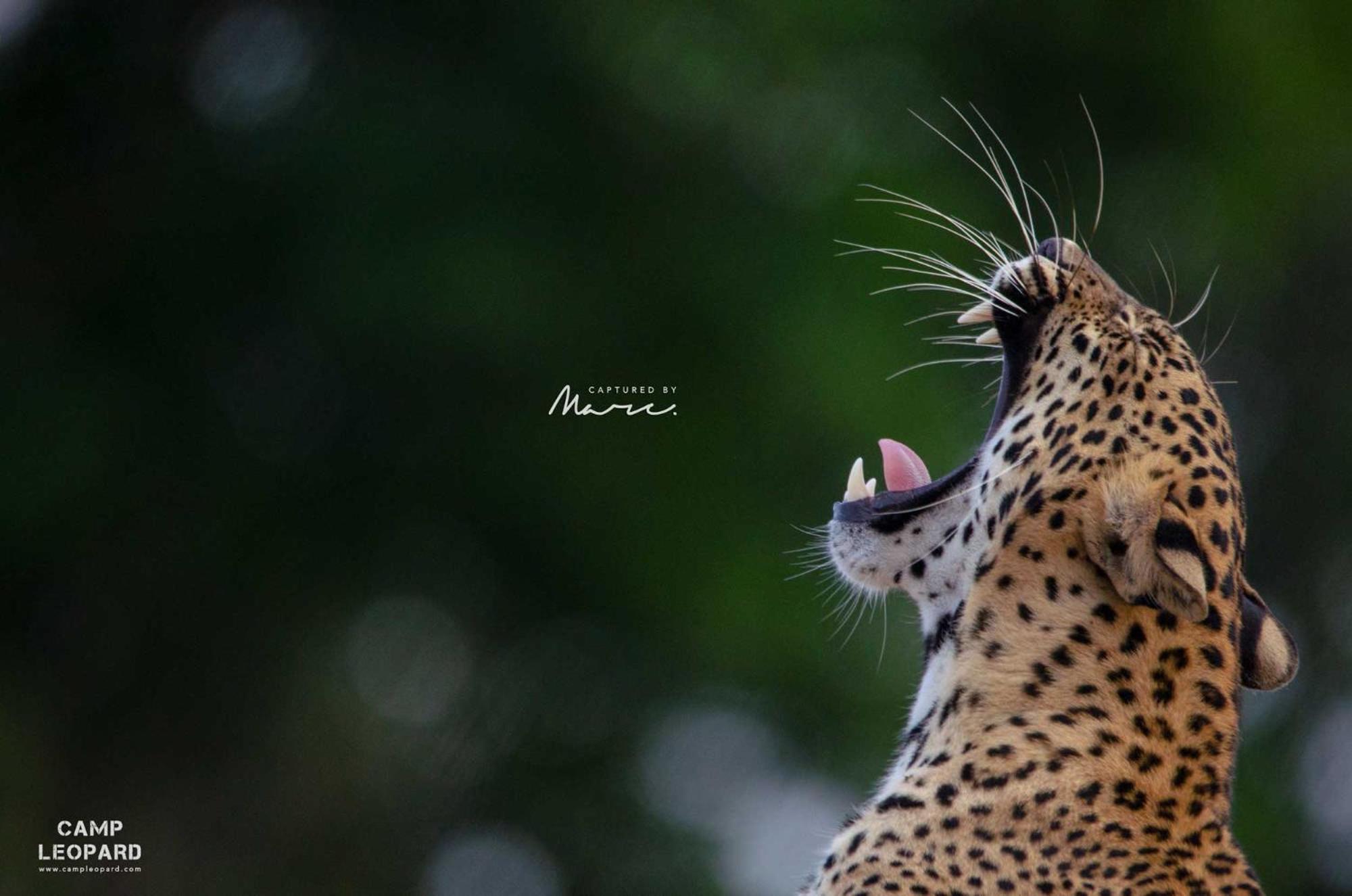 Camp Leopard - Yala Safari Glamping Hotel Екстериор снимка